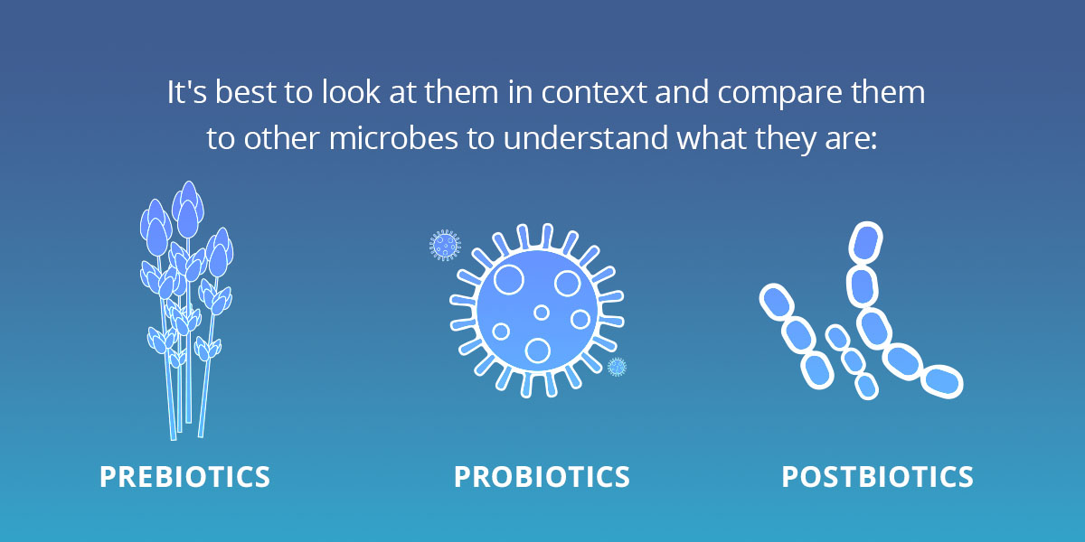 What Are Postbiotics? 