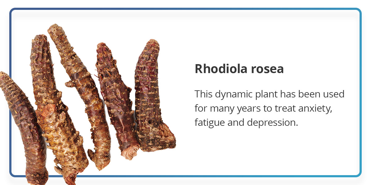 Rhodiola rosea