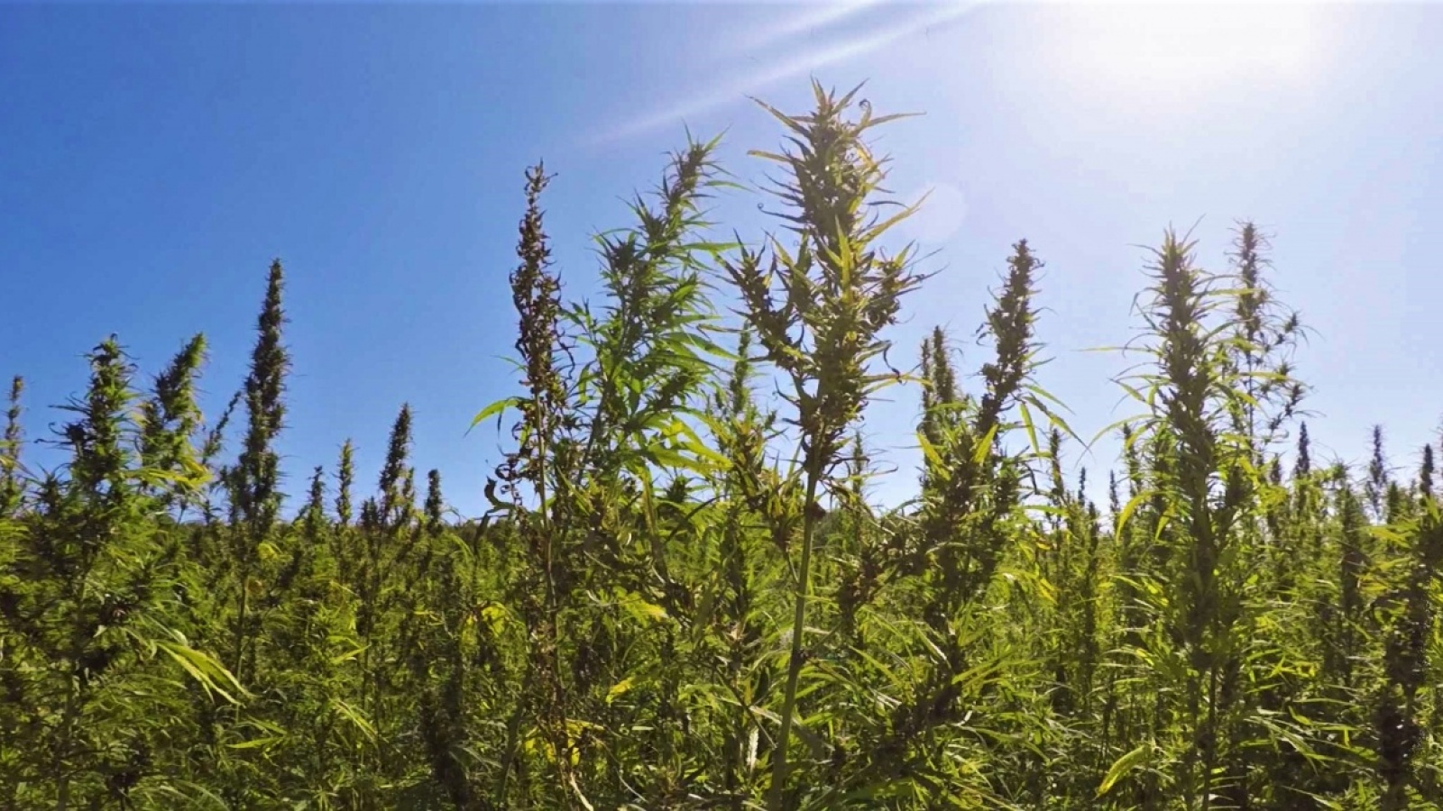 Anything But CBD: The Bigger Opportunity In Hemp | BevSource